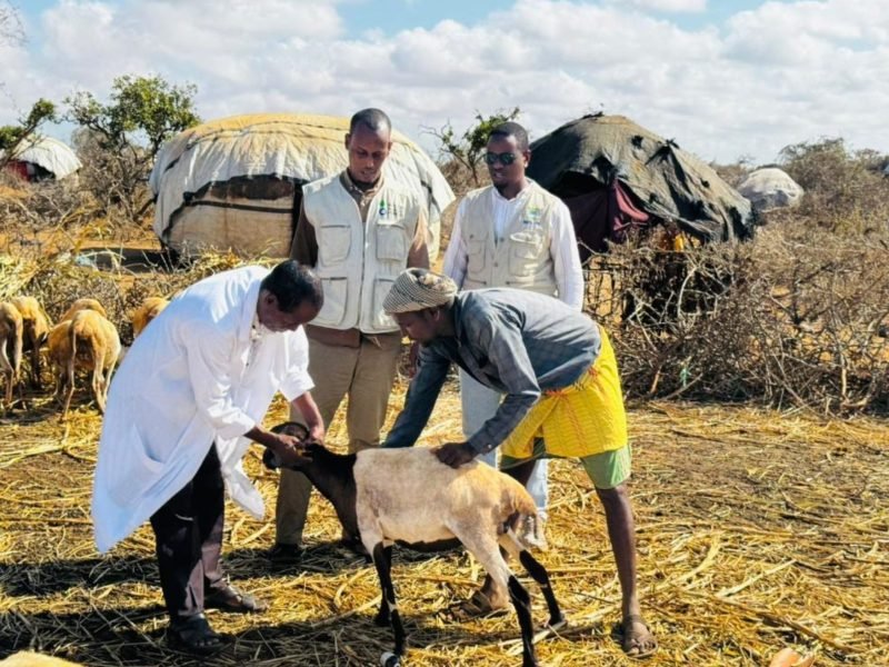 Animal-treatment-in-Yontoy-1-aspect-ratio-1200-985